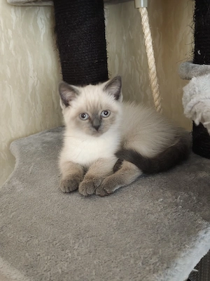 BKH  BLh Kitten 