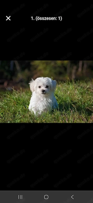  Süßer Maltipoo sucht liebevolles Zuhause   