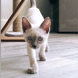 Sasha, das süße Siamkätzchen