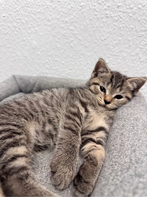 Bkh mix Mädchen 