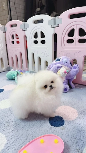 Liebevolle Pomeranian-Welpen mit viel Charme