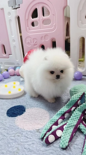Pomeranian Welpen   kleine Fellnasen suchen Familie