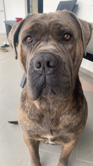 Mailo cane corso