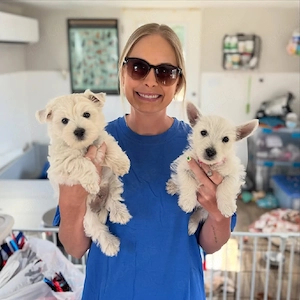 West Highland White Terrier Welpen   liebevolle  Westies  suchen ihr Zuhause