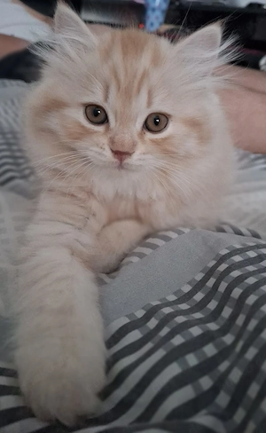 Britisch Langhaar Kittenkater sucht ein neues Für-Immer-Zuhause