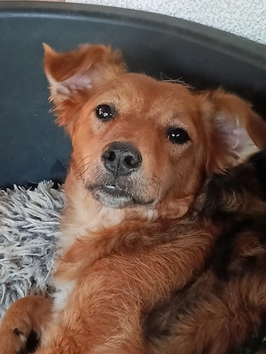 Katzenfreundliche Junghündin Samira sucht ihr Zuhause
