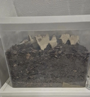 Buffalowürmer Buffalokäfer Alphitobius diaperinus Zuchtbox