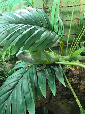 1.0 brachylophus fasciatus nz 8 25