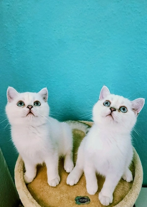 Britisch kurzhaar Kitten,abholbereit 