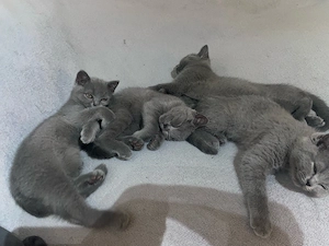 Bkh 13 Wochen alter Kater