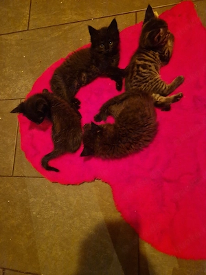 maincoon mixe  britchkurzhaar