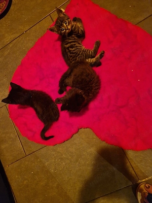 maincoon brtisch mixe 