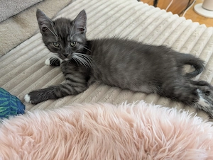 BKH-Mix Kitten suchen neues Zuhause  Bild 4