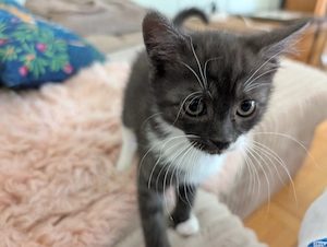 BKH-Mix Kitten suchen neues Zuhause  Bild 7