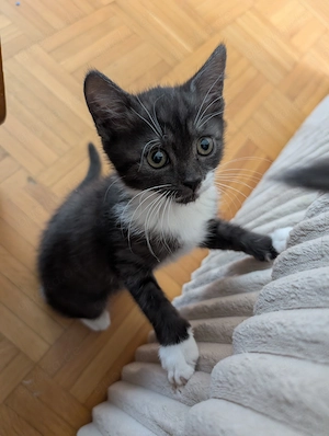 BKH-Mix Kitten suchen neues Zuhause  Bild 5