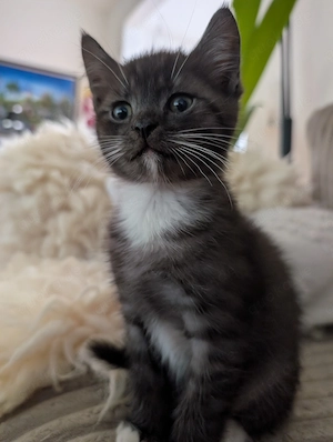 BKH-Mix Kitten suchen neues Zuhause  Bild 8