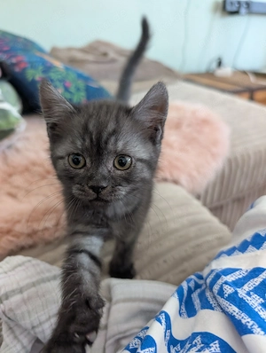 BKH-Mix Kitten suchen neues Zuhause  Bild 6