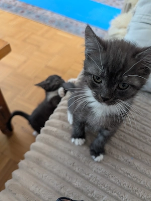 BKH-Mix Kitten suchen neues Zuhause  Bild 3