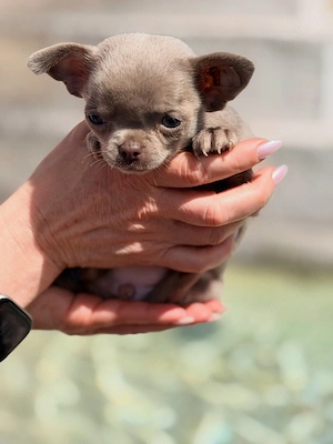 Chihuahua-Welpen