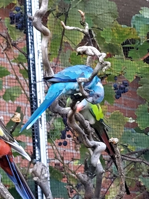 Barnardsittiche blau