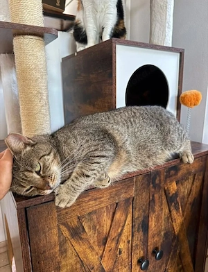 Maui Verschmuster Tiger sucht Familie zum Schmusen Bild 3
