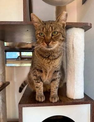 Maui Verschmuster Tiger sucht Familie zum Schmusen Bild 2