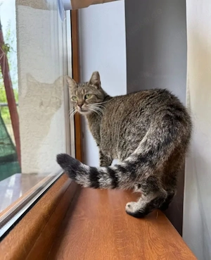 Maui Verschmuster Tiger sucht Familie zum Schmusen Bild 4