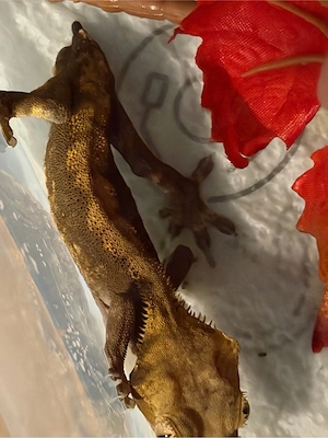 Kronengecko männchen