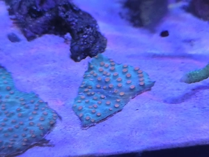 Meerwasser Koralle Cyphastrea 4,5x3cm