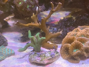 Meerwasser Koralle Montipora Grün und Rot