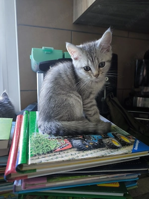 Maine Coon BKH Mix Kitten