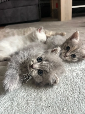 Wunderschöne kitten 