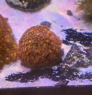 Meerwasser Koralle Goniopora Flash  4cm Bild 2