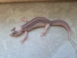 Leopardgecko Mack Super Snow Black Night Pied