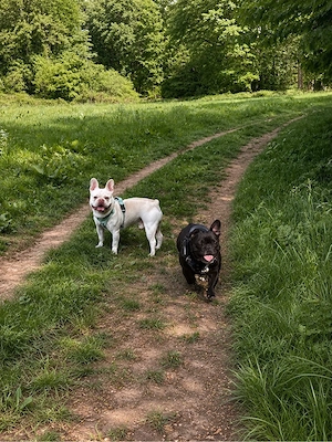 Französische Bulldogge Welpen 