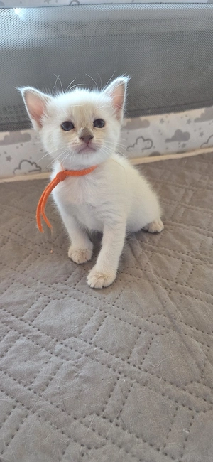 Siamkitten Thaikitten Lilac und Chocolate Point  Bild 2
