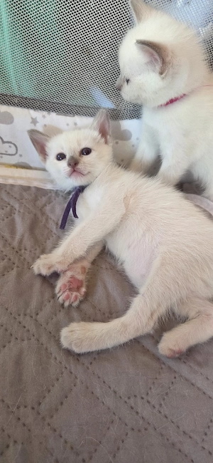 Siamkitten Thaikitten Lilac und Chocolate Point  Bild 3