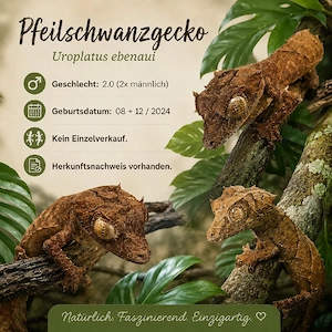 2.0 Uroplatus ebenaui Pfeilschwanzgecko