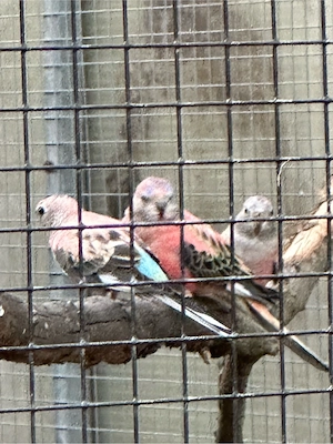 Bourkesittiche