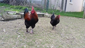 Bruteier Marans schwarz-kupfer  Bild 3