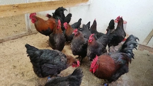 Bruteier Marans schwarz-kupfer  Bild 2