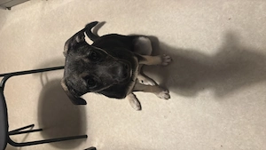 Nala sucht ein liebevolles neues Zuhause!