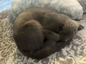 Britisch Kurzhaar Katze Junge 3 Monaten