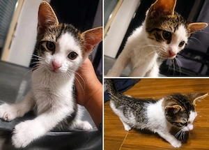 süßer kleiner Kater abzugeben