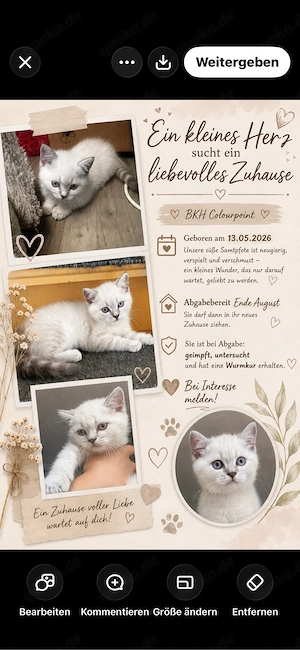 Bkh kitten colourpoint