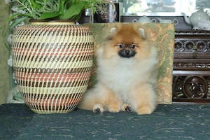 Süßer Pomeranian (Deutscher Zwergspitz) Welpe zu verkaufen