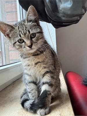 Bkh kitten Baby Katze