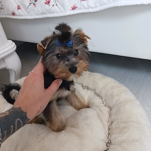 Baby Mini Yorkshire Terrier Hund