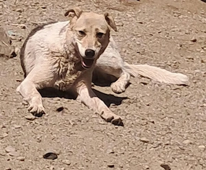 Darcy - seit vier Jahren wartet sie auf ihr Glück