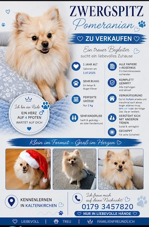 Rüde Pomeranian Zwergspitz 
